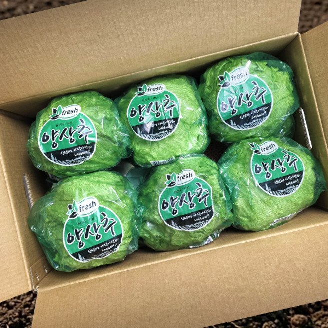 양상추 12통 개별포장 국내산 업소용 식자재 산지직송