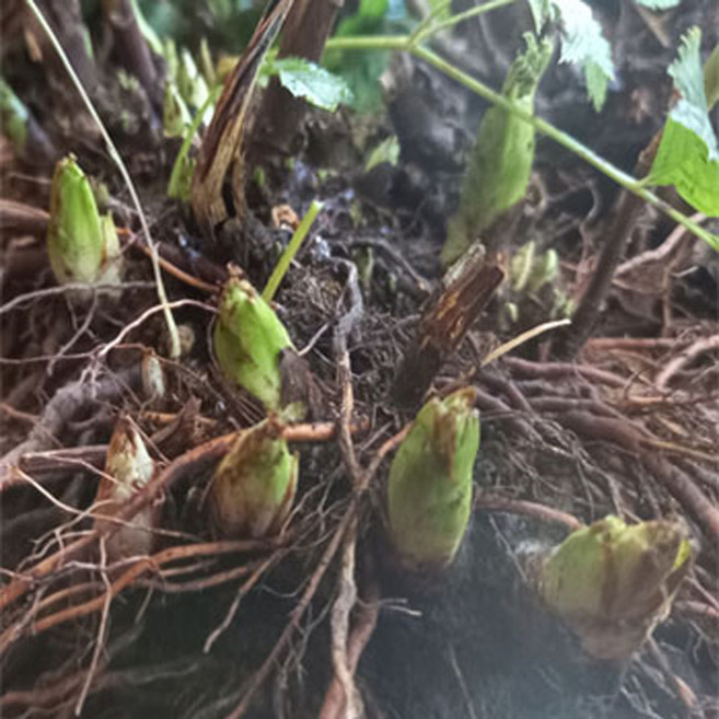 울릉도(눈개승마)삼나물 5년근 이상 뿌리 2뭉치 /종근/모종/씨앗/구근/묘목, 200g, 1개