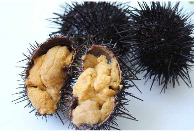 국내산 냉동성게알 급냉 500g 1kg 우니 드라이아이스포장, 1개, 500g(+드라이아이스포장)