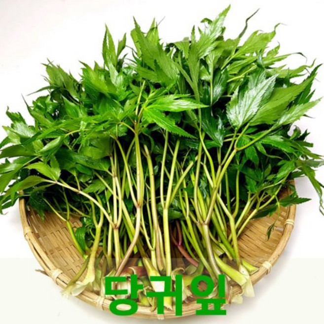 당귀잎1kg 쌈채소 장아찌용 건강채소, 1개