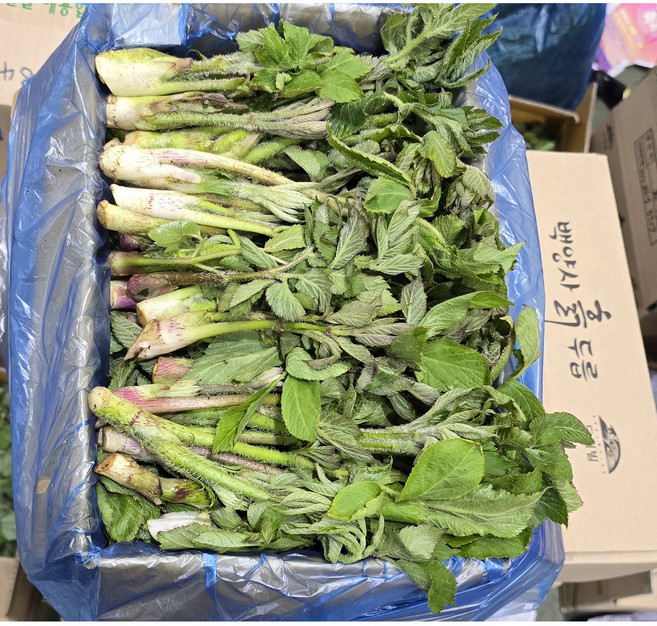 국내산 장성 백양사 노지 땅두릅 2kg 박스포함 알뜰농장, 2kg1박스