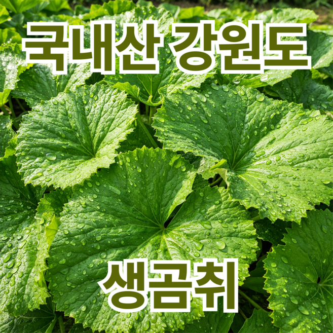 [자연산100%보장] 강원도 생곰취 곰취 곤달비 곰취나물 쌈채소, 1박스, 1kg