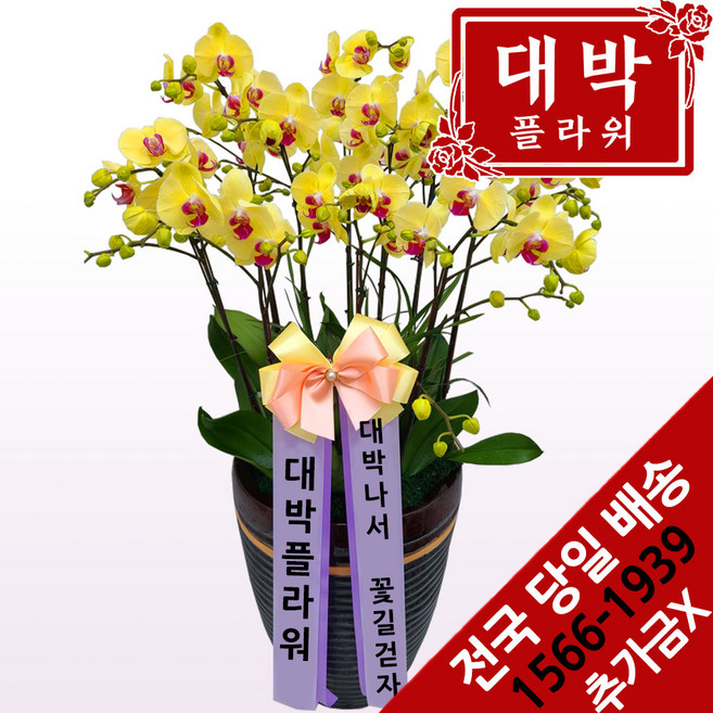 대박플라워 골드 호접란 승진선물 취임 영전 이전 개업선물 부모님선물 꽃배달, 1세트