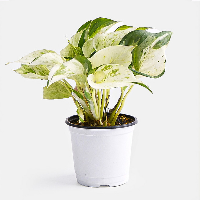 갑조네 오레우스 스킨답서스 실내 인테리어 소품 공기정화식물, 1개, 단일