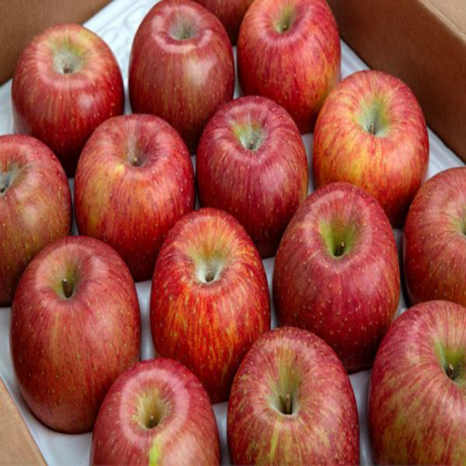 ( 정품 사과 ) 경상북도 고당도 선물용 정품 부사 사과 (정품), 1개, 5kg (중과) (정품)