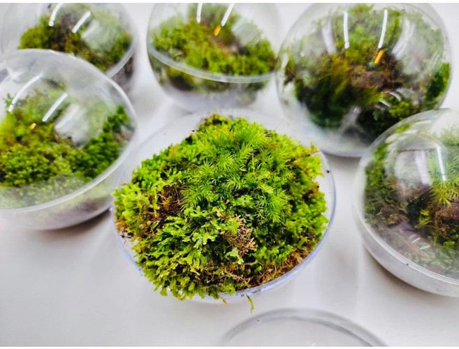 苔蘚景觀球 立體球 辦公室小物 懶人植物, 1個