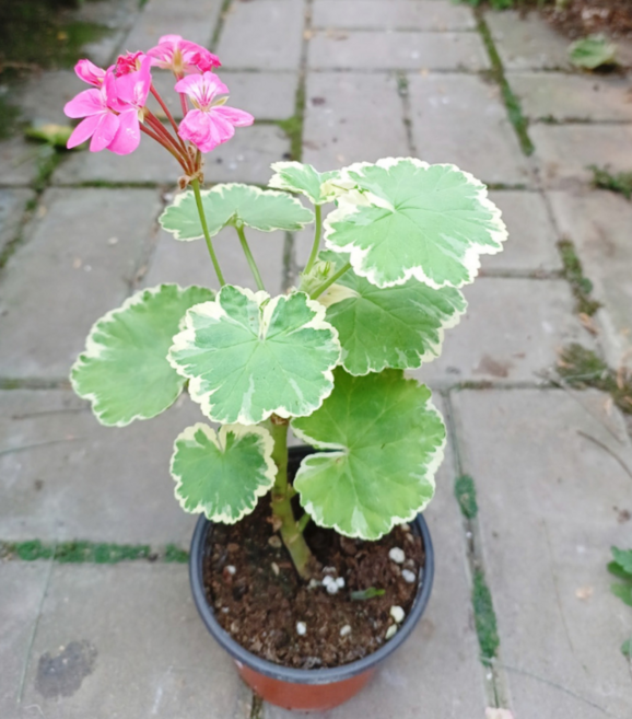 마담살롱 제라늄 소품 인테리어식물 실내식물 플랜테리어 풀잎이야기, 1개