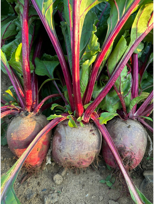 제주 한이왓농장 레드 비트, 1박스, 비트 상품 10kg