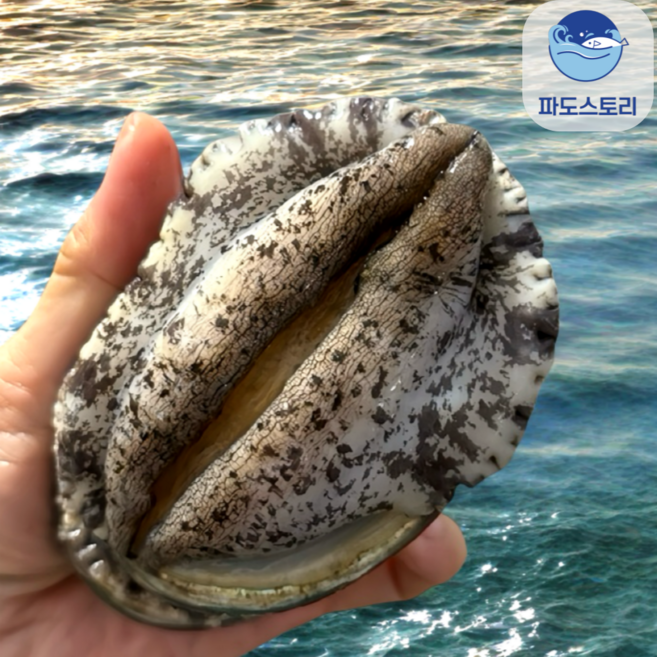 파도스토리 완도전복 왕특대 직거래 산지직송 산소포장 선물 세트, 1박스, 1kg(왕특대 7-8미 )
