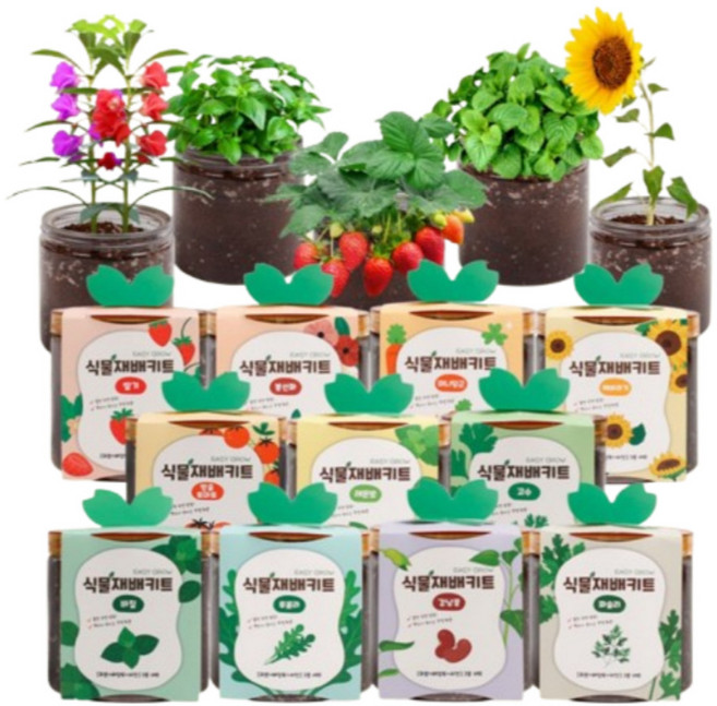 방울토마토 딸기 고수 바질 식물 키우기 키트 11종, 05.루꼴라, 1개