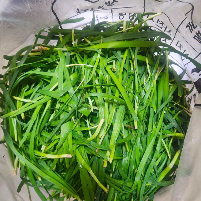 국내산 노지 부추 약부추 털이부추 정구지, 500g, 1