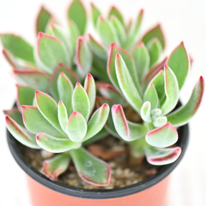 부용 다육이 부드러운 색감과 아름다운 형태 실내 장식용, 1개, 청색