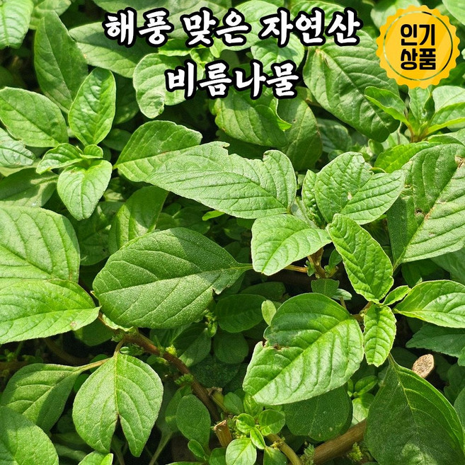 국내산 햇 비름나물 제철 나물, 1개, 500g
