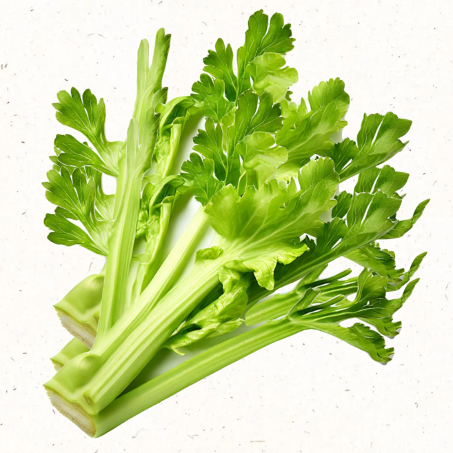 셀러리 친환경 국내산 아삭한 샐러리 신선채소 생식용 샐러드 다이어트, 1kg, 1박스, 오늘잎셀러리