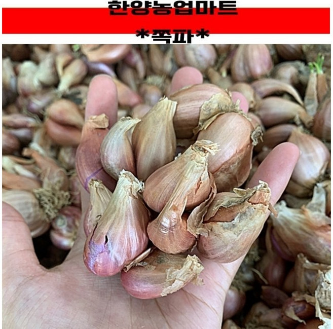 쪽파종구 5kg 23년 채종 쪽파씨 씨쪽파 쪽파키우기 추석 김장 텃밭, 1개