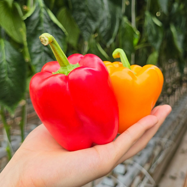 산지직송 국내산 아삭한 식단용 가정용 파프리카, 1박스, 파프리카 1kg