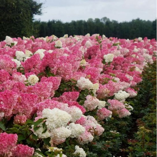 목수국 나무 바닐라프레이즈 수국 나무 3년생묘목 포트묘, 목수국 바닐라프레이즈 3년생 포트