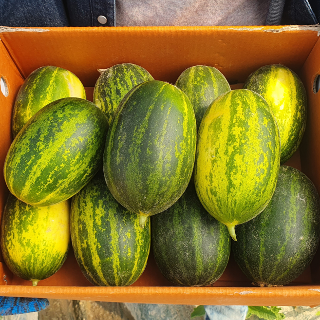 [농가당일직송] 국내산 꿀당도 개구리참외 파파야멜론, 1개, 3kg