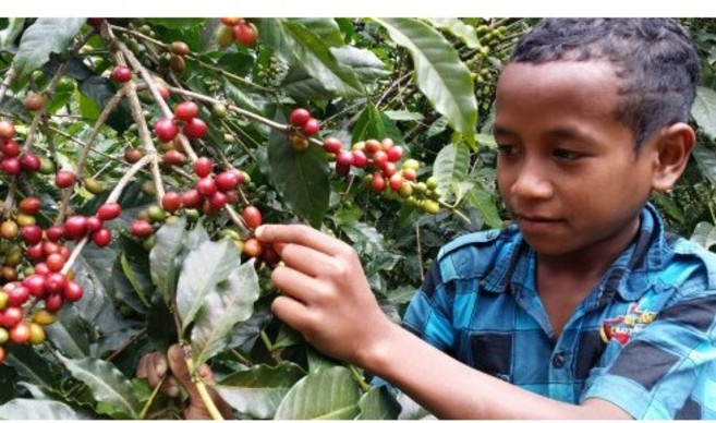 동티모르 야생커피 [지금여기 로스팅하우스] [원산지:국산], 1개, 200g