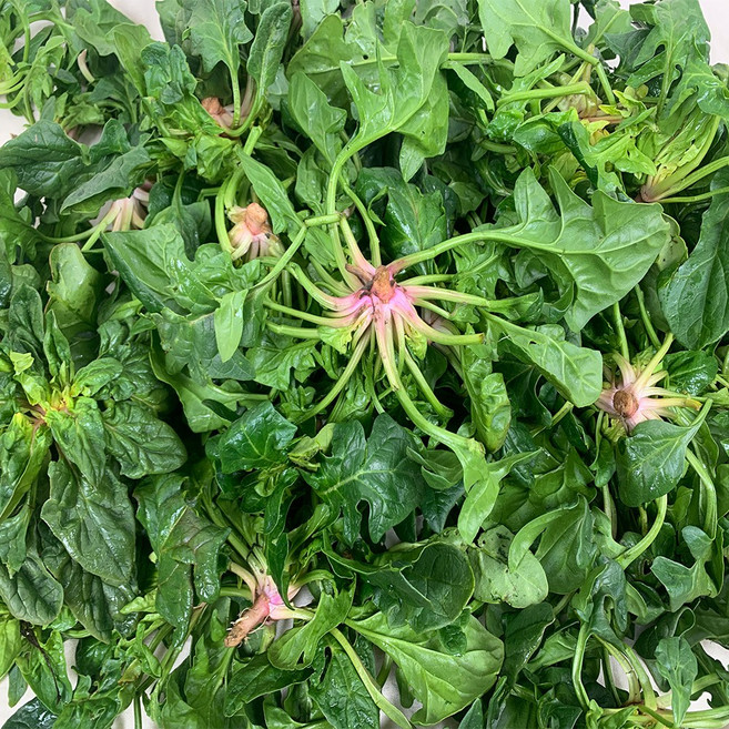 [당일발송]남해 보물초 시금치 섬초, 1kg, 1개, 보물초 시금치 1kg