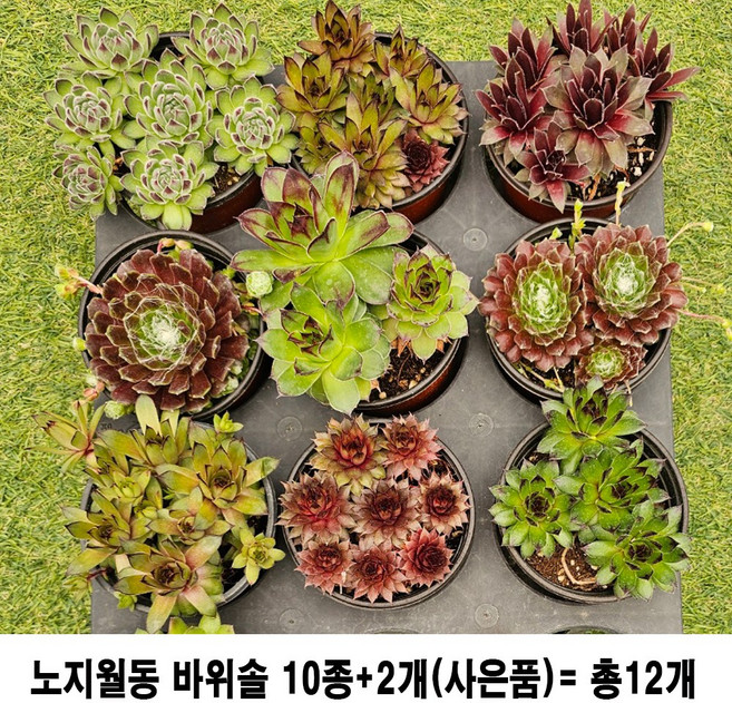 노지월동 바위솔10종+2개(사은품) 총12개, 바위솔 10종 + 사은품  바위솔 2개  (총12개), 1세트