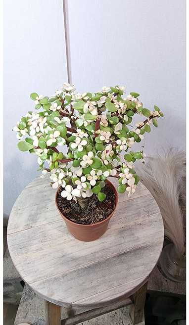 은행목 아악무 사랑목 인테리어식물 다육이, 1개, 수량