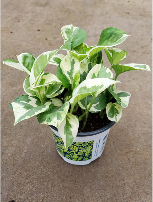 엔조이스킨 스킨답서스 소형 소품 인테리어 플렌테리어 공기정화식물, 1개