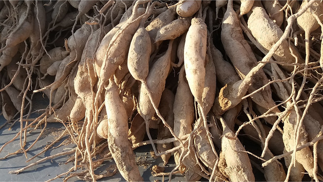 천문동생물2kg, 1개