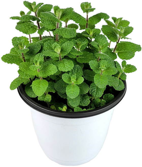 식용 허브 로즈마리 바질 애플민트 허브키우기 화분 분갈이 민트, 01_애플민트(중품), 1개