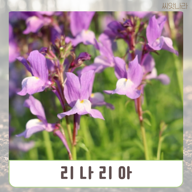 (리나리아 씨앗 15립 야생화 나라 꽃씨 희귀 pur+56919wh