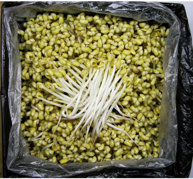 해물찜 삼겹살 아구찜 일자 콩나물 1Kg 이강산닷컴, 1개