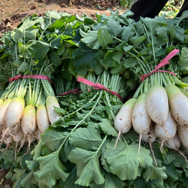 달큰하고 아삭한 제주무 국내산 제주 햇 무 월동무 세척무 김장무, 1박스, 10kg