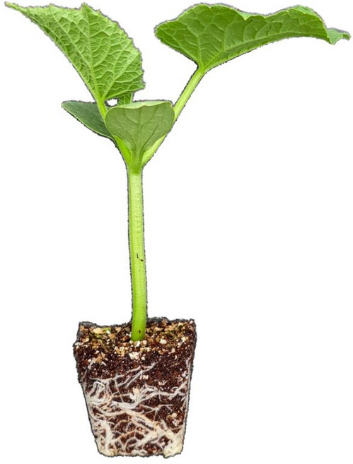 [오감] 노각오이 모종 가을 채소 오이 묘종, 50개