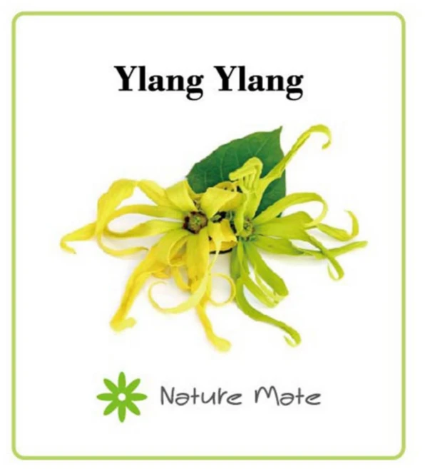 네이처메이트 프래그런스 오일 100mL 디퓨저 캔들 향수 석고 방향제 만들기 DIY 재료, ILANG ILANG 일랑일랑 - 쿠팡