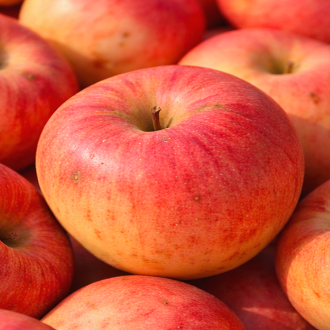 [한정판매] 새콤달콤 청송꿀사과 A급 농가선별, 1박스, 10kg