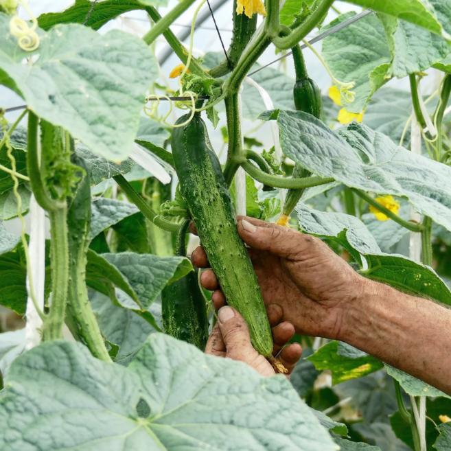 [다정한농수산] 품질선별 국내산 백다다기 오이, 1개, 5kg(20개 내외)