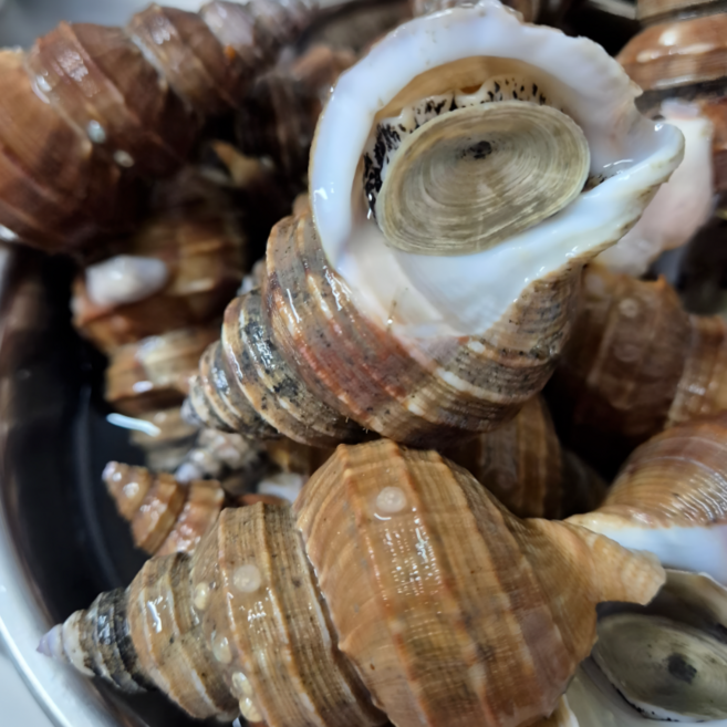 포항 생물 살고동 당일조업 싱싱한 상태로 산지직송 1kg, 1박스, 살고동 중대 1kg20미 내외