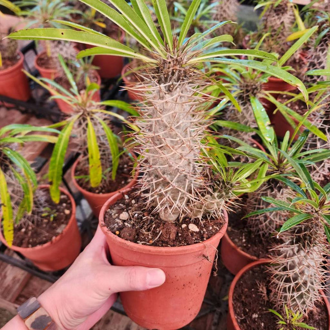 P老闆園藝 霸王樹 仙人掌, 1個