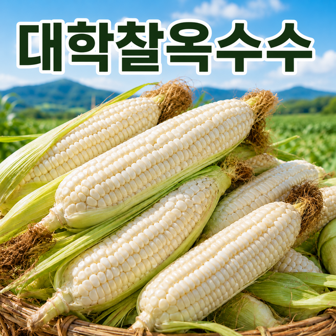 10위 - [2026첫출하할인] 쫀득한 괴산 대학찰옥수수, 30개, 특