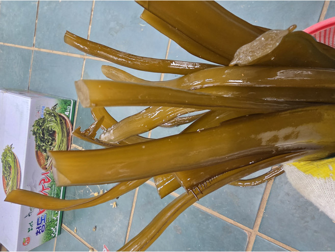 꼬들꼬들 생미역줄기 미역줄거리 제철생미역 무염미역줄기 기장미역줄기, 1박스, 2kg