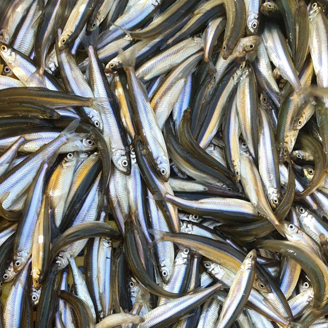 냉동빙어(어부직접조업배송), 2개, 500g