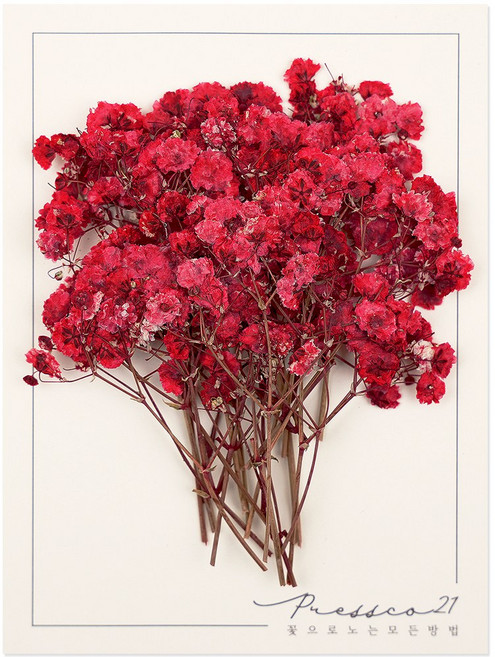 프레스코21 압화 줄기 안개꽃(빨강) 20p