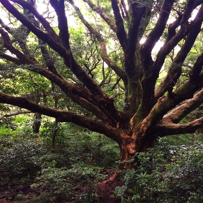 프래그런스 오일 제주 비자나무 500ml1L 캔들 디퓨저 만들기 향료 재료, 500ml, 1개, 500ml
