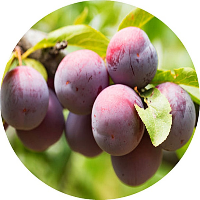 플럼코트 Prunus armeniacadomestica 하모니 티파니 자두+살구 2주 묶음 묘목 유실수 정원수 과일나무, 티파니2주