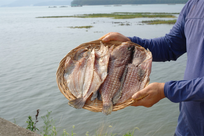 [통영생선아지매] 자연산 반건조 능성어 소 중 대 20-30cm 1-3미 제수용생선, 1개, 능성어 소 20-23cm 3미