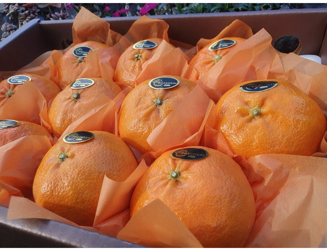 [산지직송] 제주 고당도 명품 레드향 카라향, 1박스, 3kg