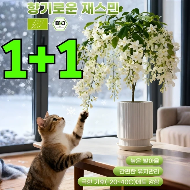 1+1 자스민 꽃씨 매달린 자스민 향기로운 재스민 나무, 20알*1+1, 위스퍼링 재스민 - 쿠팡