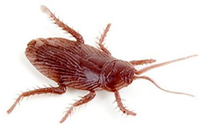 리얼 바퀴벌레 모형