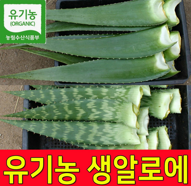친환경 유기농인증 알로에베라 2kg 5kg 알로에생잎 생알로에 농장직송, 1박스, 알로에베라5KG