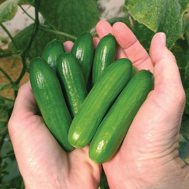 특품 미니오이 햇 오이, 1박스, 1kg